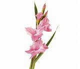 Photos of Pictures Of Gladiolus Flowers