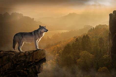 Wolf On A Rock Looking Over The Forest By Peter Fischer