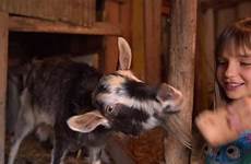 goat milking shutterstock barn hands close footage