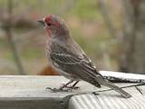 House Finch All About Birds Pictures