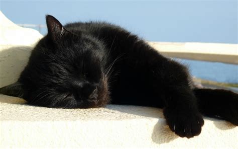Free Photo Sleeping Black Cat Black Cat Kitten Free Download