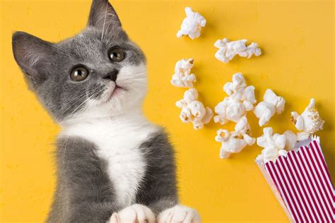 Czy Koty Mogą Jeść Popcorn Zoopediapl