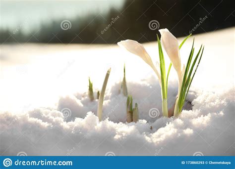 Beautiful Crocuses Growing Through Snow Space For Text First Spring