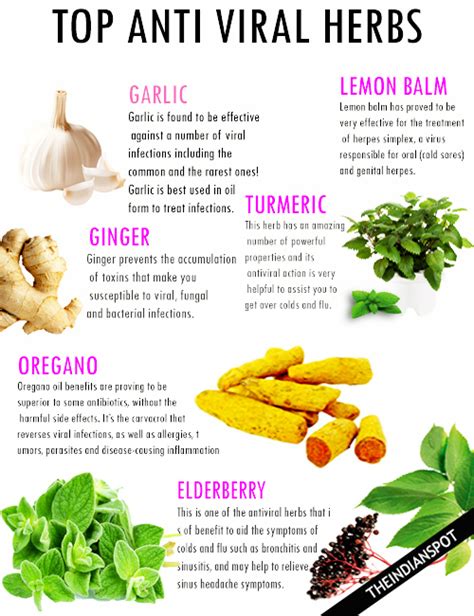 The foods listed below are not cures or treatments for. LIST OF ANTIVIRAL HERBS | THE INDIAN SPOT