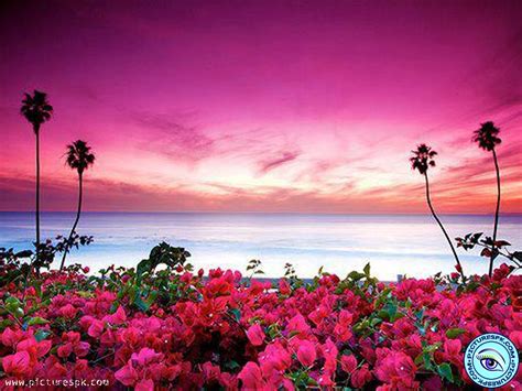 🔥 Download Beach Flowers Picture Wallpaper In Resolution By Davids95