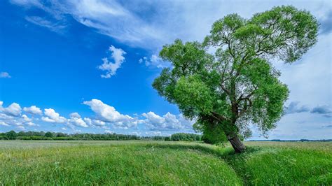 Grass Field And Green Trees Under Cloudy Sky During Summer 4k Hd Nature