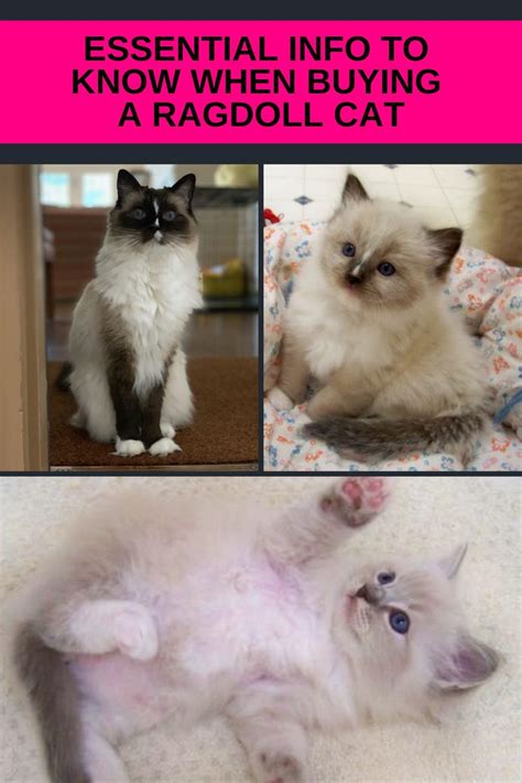 What To Know When Buying A Ragdoll Cat How To Buy A Ragdoll Cat In