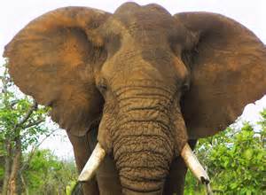 The African Elephant Discover The Worlds Largest Land Animal