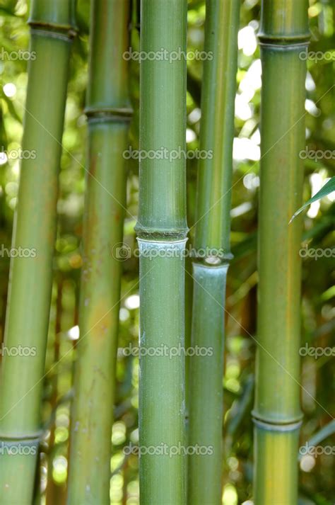 Bambou Zen Image Libre De Droit Par Carlosphotos