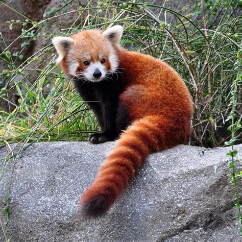 Pin By India Is On India Is Red Panda Red Panda Cute Baby Animals