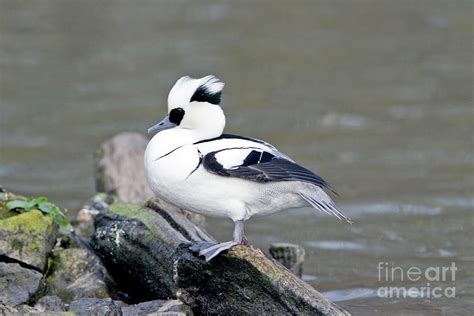 Male Smew Duck 2 Photograph By John Devriesscience Photo Library