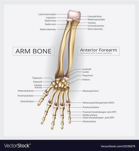 Arm And Hand Bone Vector Illustration Download A Free Preview Or High