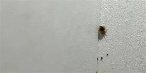 Bed Bugs In Wall How To Get Them Out