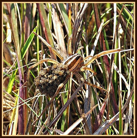 Funnel Web Grass Spider Agelenopsis Naevia I Was So Surp Flickr