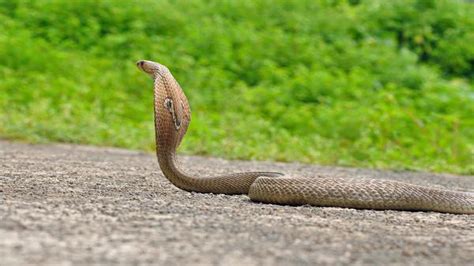 Will The Sequencing Of The Indian Cobra Genome Help In Discovering