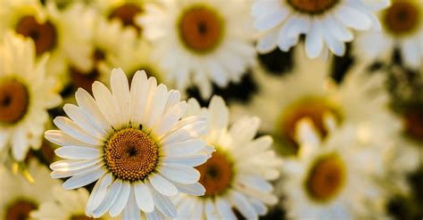 Selective Focus Photography Of White Daisy Flower In Bloom · Free Stock
