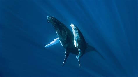 Humpback Whale Wallpapers Wallpaper Cave
