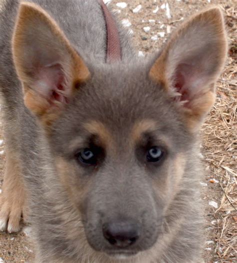 Blue German Shepherd Puppies For Sale Change Comin