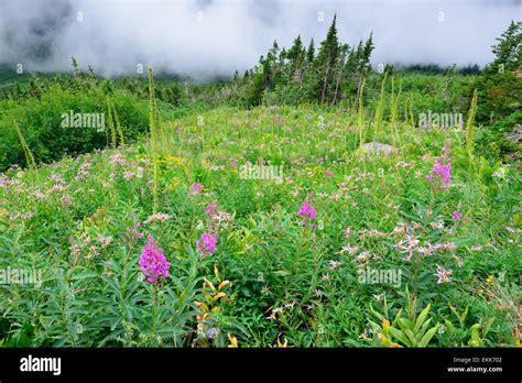 High Alpine Tundra Flowers And Heavy Fog In Summer Stock Photo Alamy