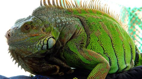 green iguanas spread into suburban scourge