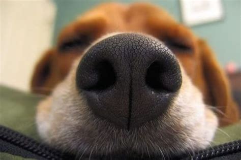 Why Is My Dogs Nose Dry Causes And Courses Of Action