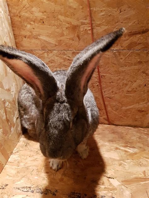 Rabbits Rehome Buy And Sell Preloved Unusual Animals Rabbit Pets