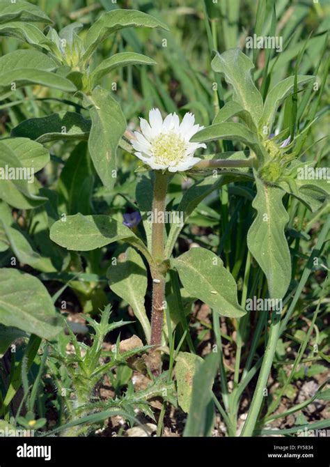 Carmel Daisy Scabiosa Prolifera White Scabious Flower Stock Photo Alamy