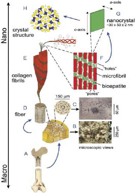 We don't draw the rest of the object, just the shape made when you cut through. The hierarchical levels of typical cortical bone. ( A ) A longitudinal... | Download Scientific ...