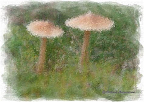 Two Mushrooms Digital Art By Richard Montemurro