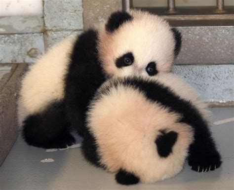 This Panda Mom Is Adorably Obsessed With Her Babies Baby Panda Bears