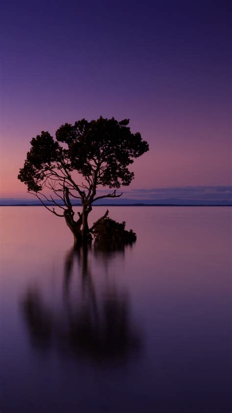 Lone Tree Wallpaper 4k Sunset Horizon Dawn Ocean 5k Nature 1232
