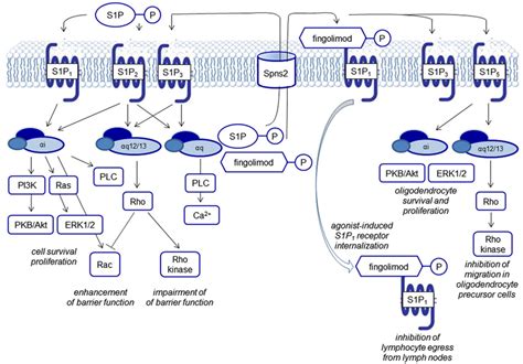 Biological Functions Of S1p Receptor Signaling S1p Signals Via Five G