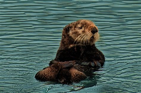Filesea Otter