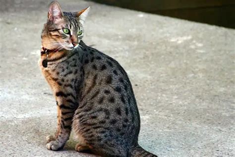 15 Rare Cat Breeds From Around The World Worldatlascom