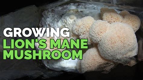 How To Grow Lions Mane Mushrooms Recipe Included