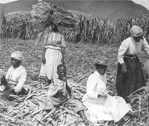 The Sugar Plantations Of The Caribbean