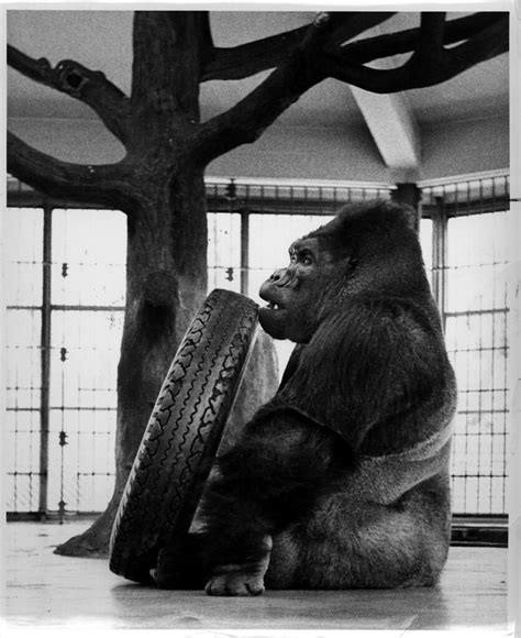 Phil The Gorilla Phil Came To The Zoo In 1941 And Was A Fa Flickr