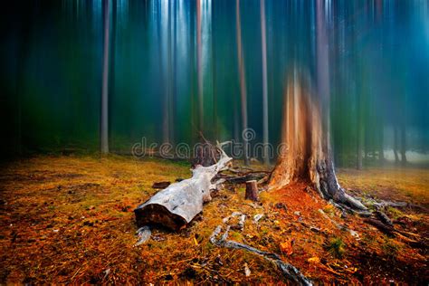 Autumn Landscape In The Forest On Foggy Morning Stock Photo Image Of