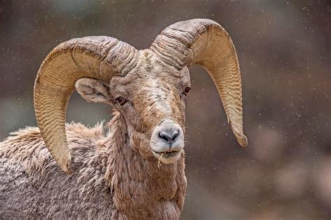 Five Fun Facts About Bighorn Sheep Estes Valley Spotlight