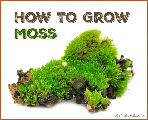 How To Grow Moss A Simple And Fun Project Growing Moss Moss Plant