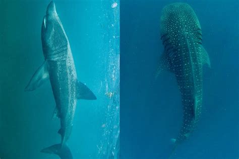 Basking Shark Vs Whale Shark Giants Compared Ocean Action Hub