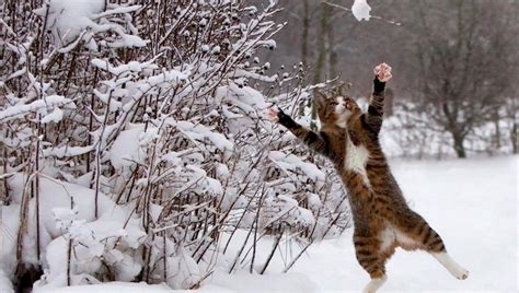 Cat Vs Snow 5 Hilarious Winter Cat Videos Cattime