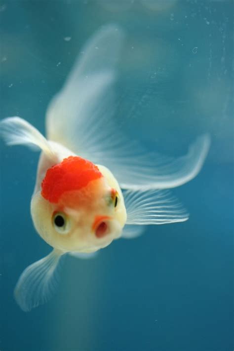 Beautiful Goldfish Below The Water Pinterest