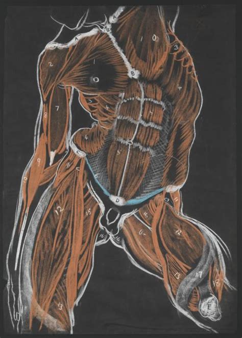 ‘anatomical Study Male Torso Sir William Orpen C1906 Tate