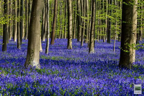 10 Most Breathtaking Landscapes Throughout Europe Blue Forest