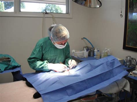 Soft Tissue Surgery Glacier Animal Hospital