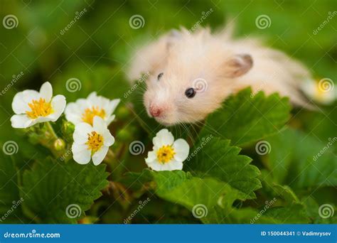 Orange Syrian Hamster In The Garden In The Spring Stock Image Image