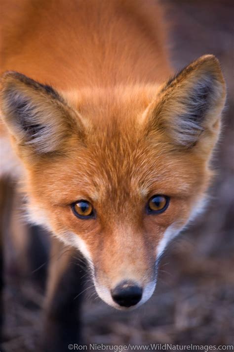 Red Fox Photos By Ron Niebrugge