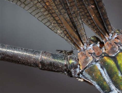Egg Munching Parasite Wasp Hitch Hikes On A Damselfly New Scientist