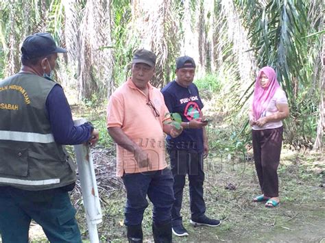 Penolong pegawai hidupan liar (gred g29) 4. JHL, WRU berjaya tangkap gajah liar di Felda Umas-Umas ...